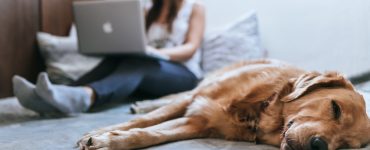 Haustiere in der Wohnung