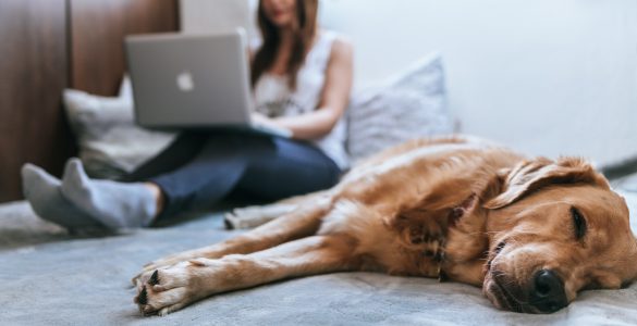 Haustiere in der Wohnung