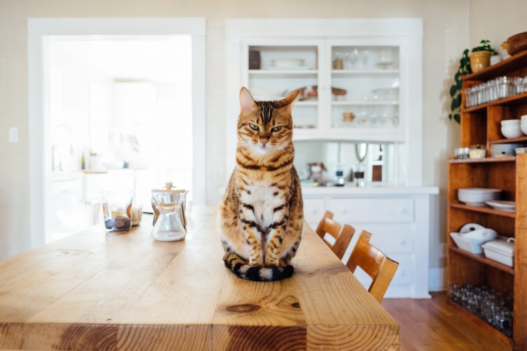 Katzenjammer