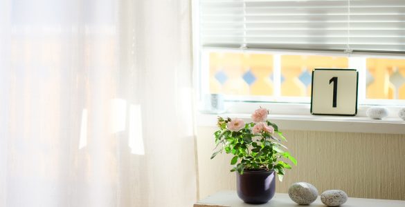 Richtig deine Wohnung im Sommer kühlen - hier erfährst du Tipps.